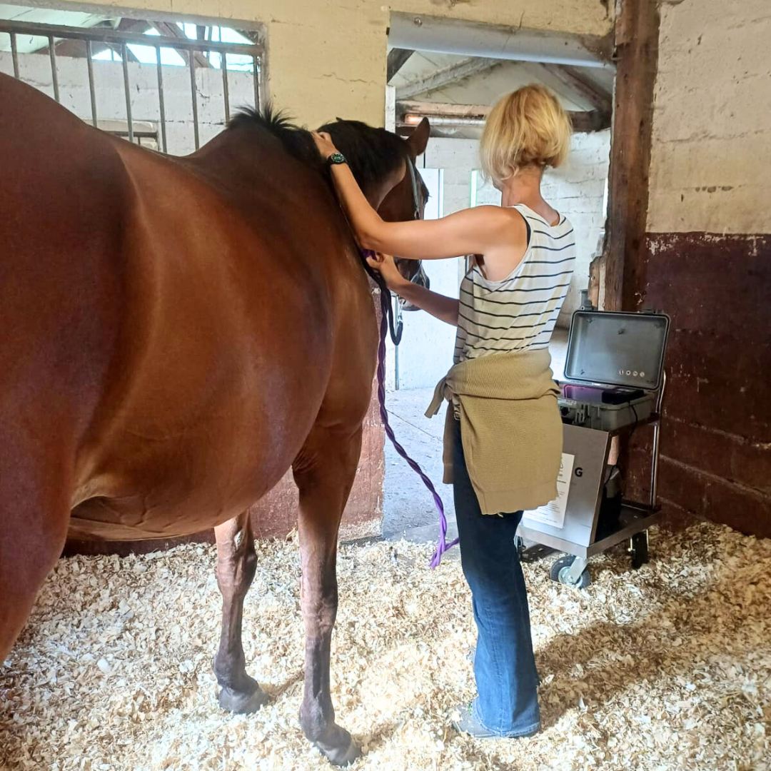 Un cheval bénéficie d'une séance d'electromagnetisme avec la machine Hofmag.