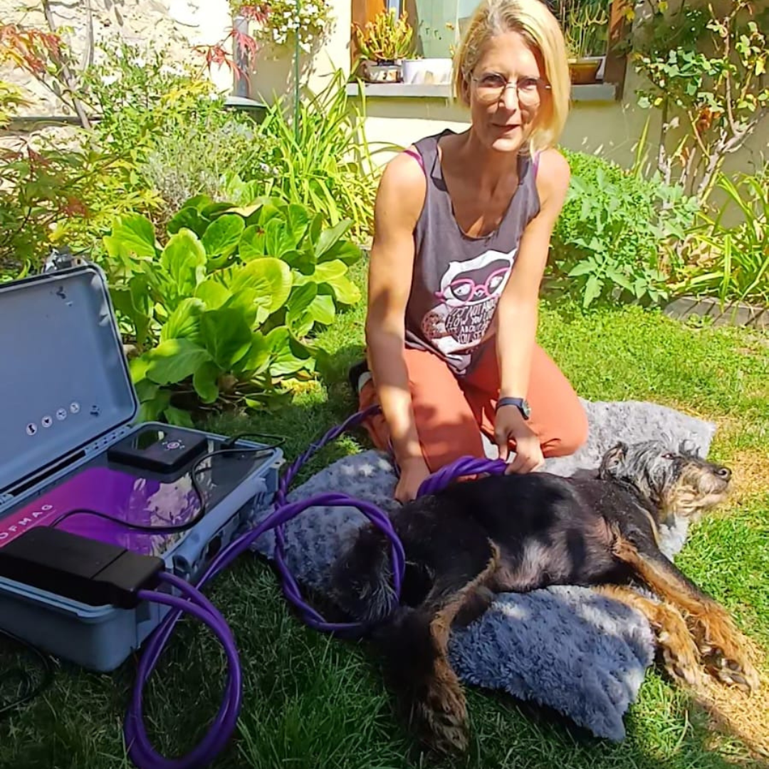 Un chien profite avec bonheur d'une séance d'électromagnétisme.