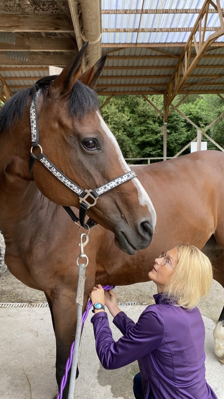 Les prestations d'electromagnétisme pour cheval.